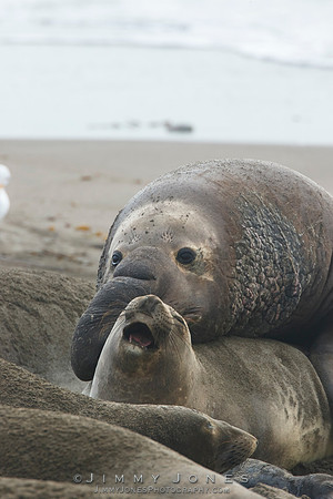Elephant Seals