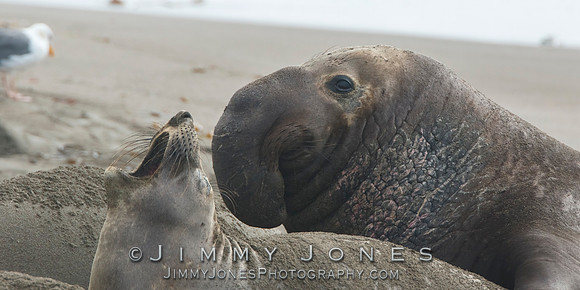 Elephant Seals