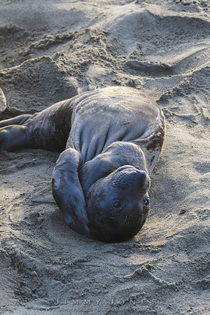 Elephant Seal Pup