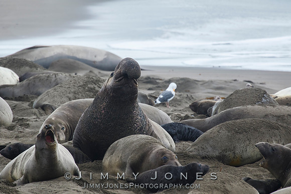 Elephant Seal ~ Beach Master