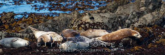 Harbor Seals