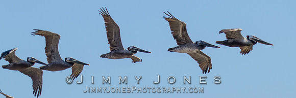 Brown Pelicans - BS/P0491