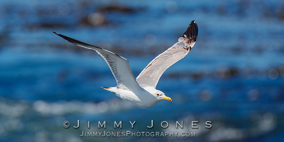 California Gull