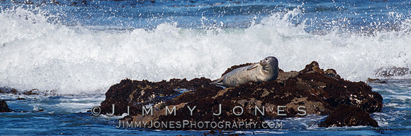 Harbor Seal