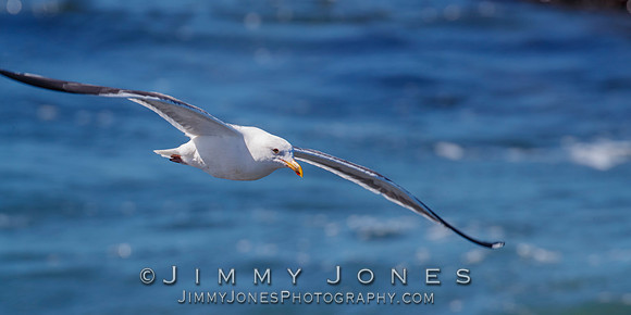 California Gull