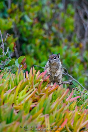 Ground Squirrel