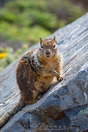 Ground Squirrel