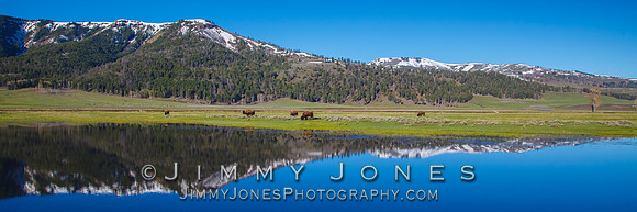 Lamar Valley in Spring