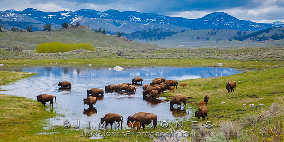 Bison Herd / Little America