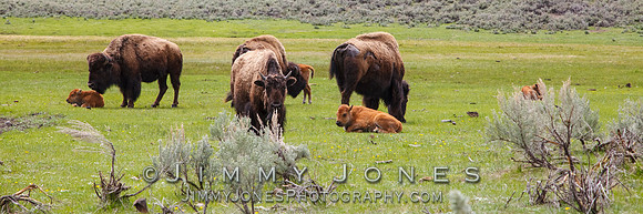 Bison w/ Calves
