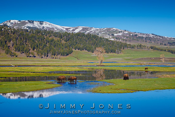 Lamar Valley in Spring