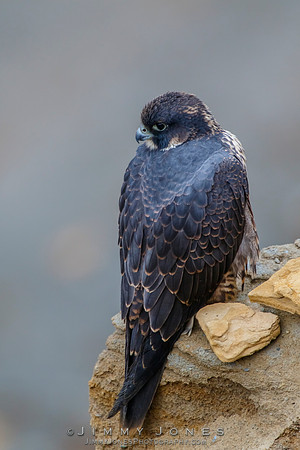 Peregrin Falcon Juvenile