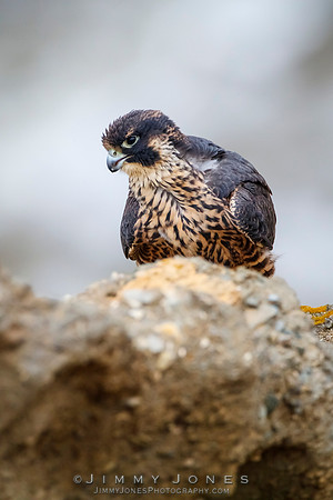 Peregrin Falcon - Juvenile