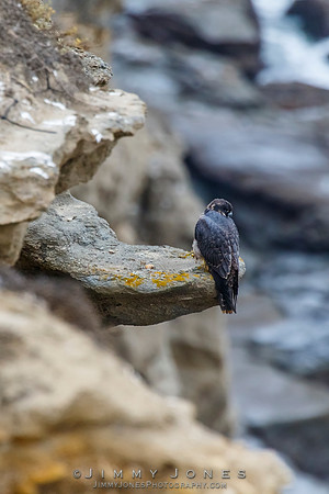 Peregrin Falcon - Juvenile