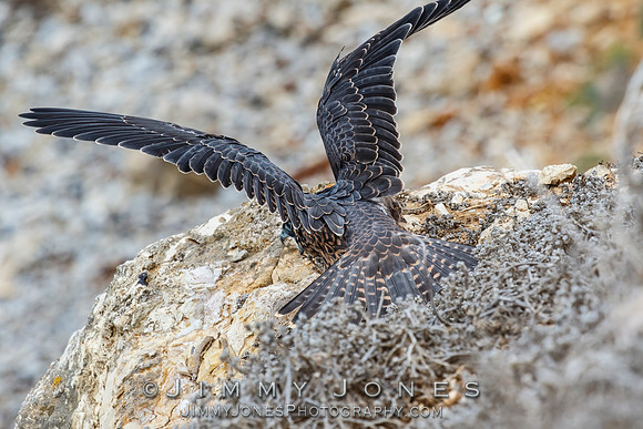 Peregrin Falcon Juvenile