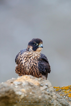 Peregrin Falcon Juvenile