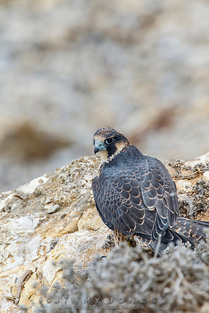 Peregrin Falcon Juvenile