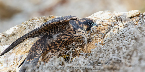 Peregrin Falcon - Juvenile