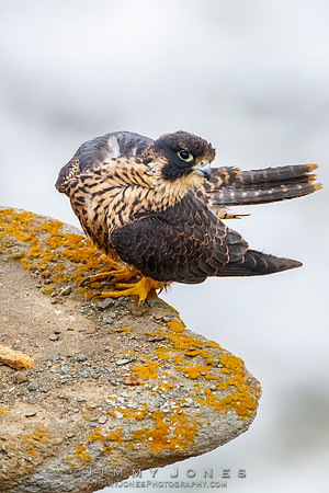 Peregrin Falcon Juvenile
