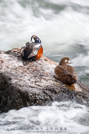 Harlequin Ducks
