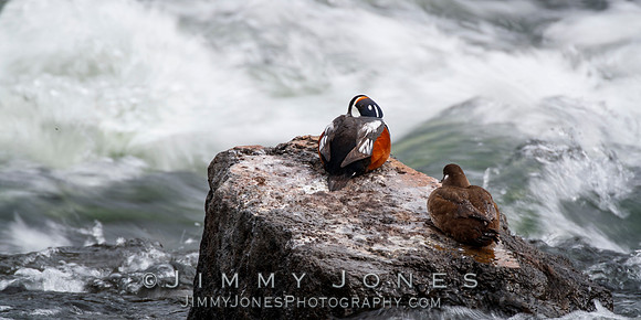 Harlequin Ducks