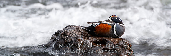 Harlequin Duck
