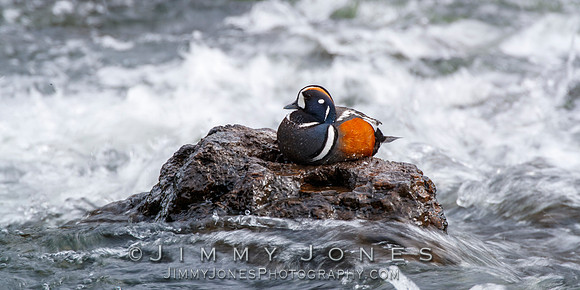 Harlequin Duck