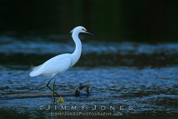 Snowy Egret
