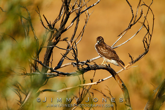 Red-tailed Hawk