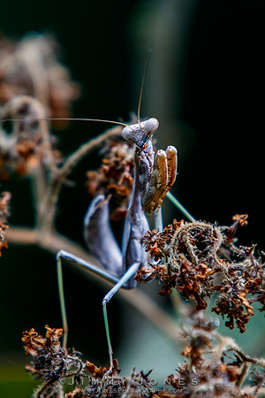 Brown Stick Mantis