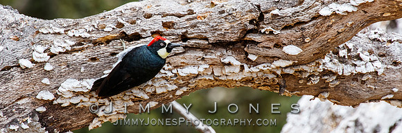 Acorn Woodpecker