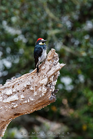 Acorn Woodpecker