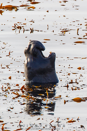 Elephant Seal