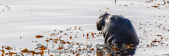 Elephant Seal