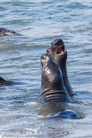 Elephant Seals