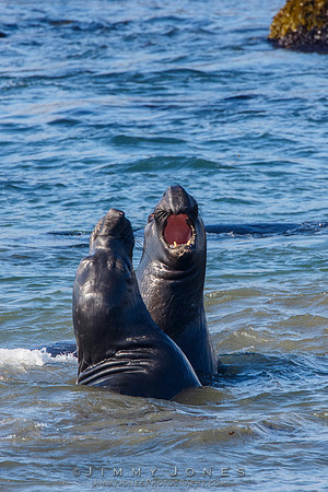 Elephant Seals