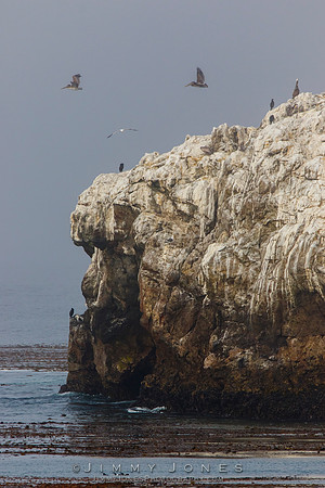 California Pacific Coast