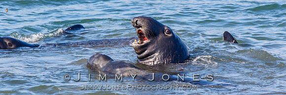 Elephant Seals