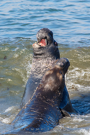 Elephant Seals