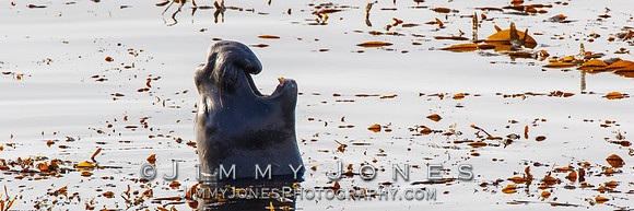 Elephant Seal