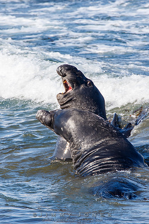 Elephant Seals
