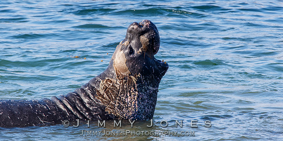 Elephant Seal ~ Beach Master