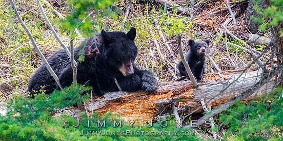 Black Bear Sow Rosie w/ Cub