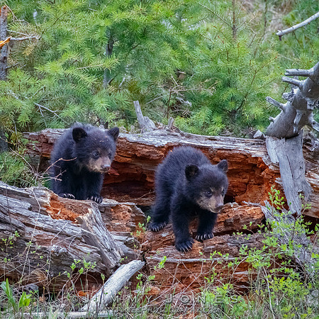 Rosie's Black Bear Cubs