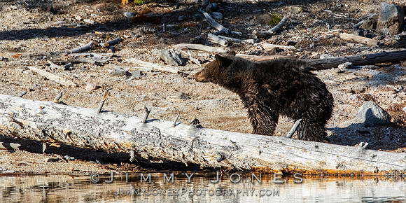 Black Bear