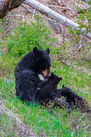 Black Bear Sow Rosie w/ Cubs