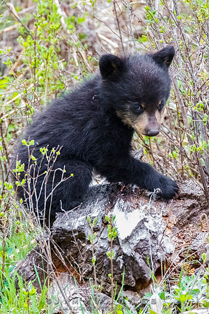 Rosie's Black Bear Cub
