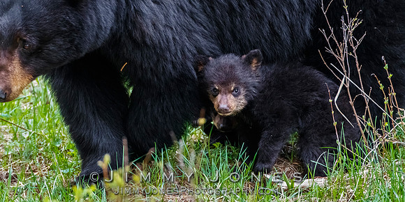 Black Bear Sow Rosie w/ Cub