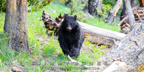 Black Bear