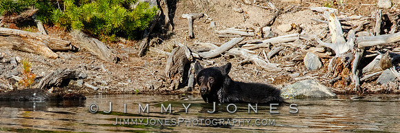 Black Bear